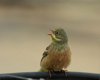 Ortolan (Ortolansparv) Emberiza hortulana