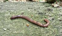 Eisenia lucens