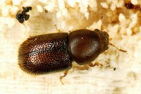 Rhopalodontus perforatus