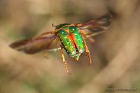 Stephanorrhina guttata