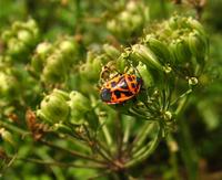 Eurydema ornata