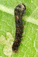 Bombyx mori - Domestic Silkmoth