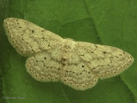 Scopula marginepunctata - Mullein Wave