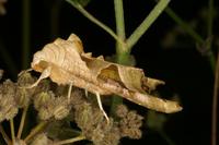 Phlogophora meticulosa - Angle Shades