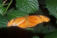 Dryas iulia - Julia