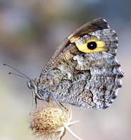 Hipparchia semele - Grayling