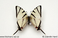 Graphium agetes