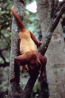 Red howler (Alouatta seniculus)