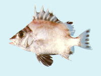 Banjos banjos, : fisheries