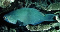 Scarus altipinnis, Filament-finned parrotfish:
