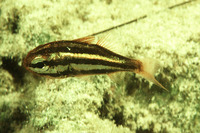 Siphamia versicolor, Sea urchin cardinalfish: