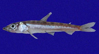 Argentina aliceae, Alice argentina: fisheries
