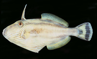 Meuschenia freycineti, Six-spined leatherjacket: