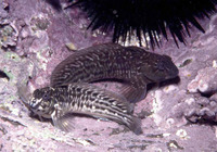 Parablennius parvicornis, Rock-pool blenny: