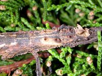 Creoxylus spinosus