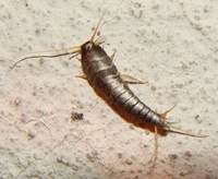 Lepisma saccharina