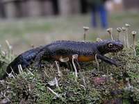 Triturus alpestris - Alpine Newt