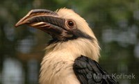 Penelopides affinis samarensis - Samar Hornbill