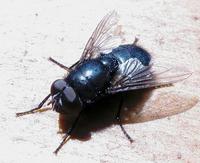 Image of: Calliphoridae (blow flies, bluebottles, cluster flies, and greenbottles)