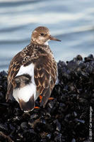 Image of: Arenaria interpres (ruddy turnstone)