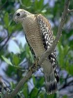 Image of: Buteo lineatus (red-shouldered hawk)