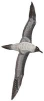 Image of: Phoebetria palpebrata (light-mantled albatross)