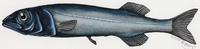 Image of: Alepocephalus tenebrosus