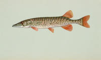 Image of: Esox americanus (grass pickerel)