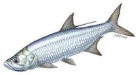 Image of: Megalops atlanticus (tarpon)