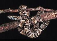 Image of: Bothrops atrox (common lancehead)