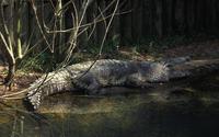 Image of: Crocodylus moreletii (Morelet's crocodile)