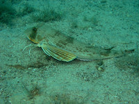 Chelidonichthys lucernus