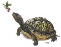 Image of: Terrapene carolina (box turtle)