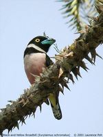 Black-and-yellow Broadbill - Eurylaimus ochromalus