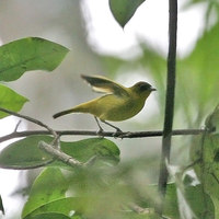 Golden-bellied White-eye - Zosterops uropygialis