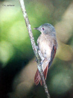 Rufous-winged Philentoma - Philentoma pyrhoptera