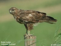 Eurasian Buzzard - Buteo buteo