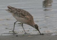 Long-billed Curlew - Numenius americanus