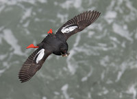 Pigeon Guillemot (Cepphus columba) photo