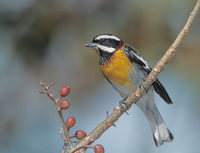 Western Spindalis (Spindalis zena) photo