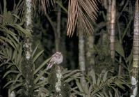 Ladder-tailed Nightjar (Hydropsalis climacocerca) photo