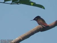 Ruby-topaz Hummingbird - Chrysolampis mosquitus