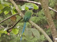 Blue-crowned Motmot - Momotus momota