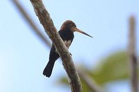 Brown Jacamar - Brachygalba lugubris