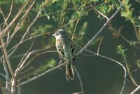 White-crested Tyrannulet - Serpophaga subcristata