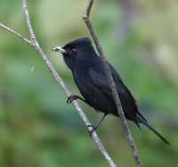 Velvety Black-Tyrant - Knipolegus nigerrimus