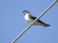 Violet-green Swallow - Tachycineta thalassina