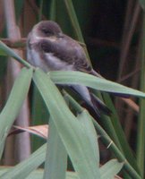 Bank Swallow - Riparia riparia