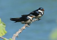 White-throated Swallow - Hirundo albigularis