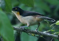 Black-capped Donacobius - Donacobius atricapilla